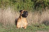 BULLMASTIFF 159